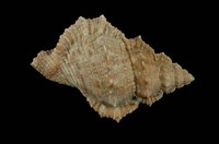 藏品(高貴蛙螺)的圖片